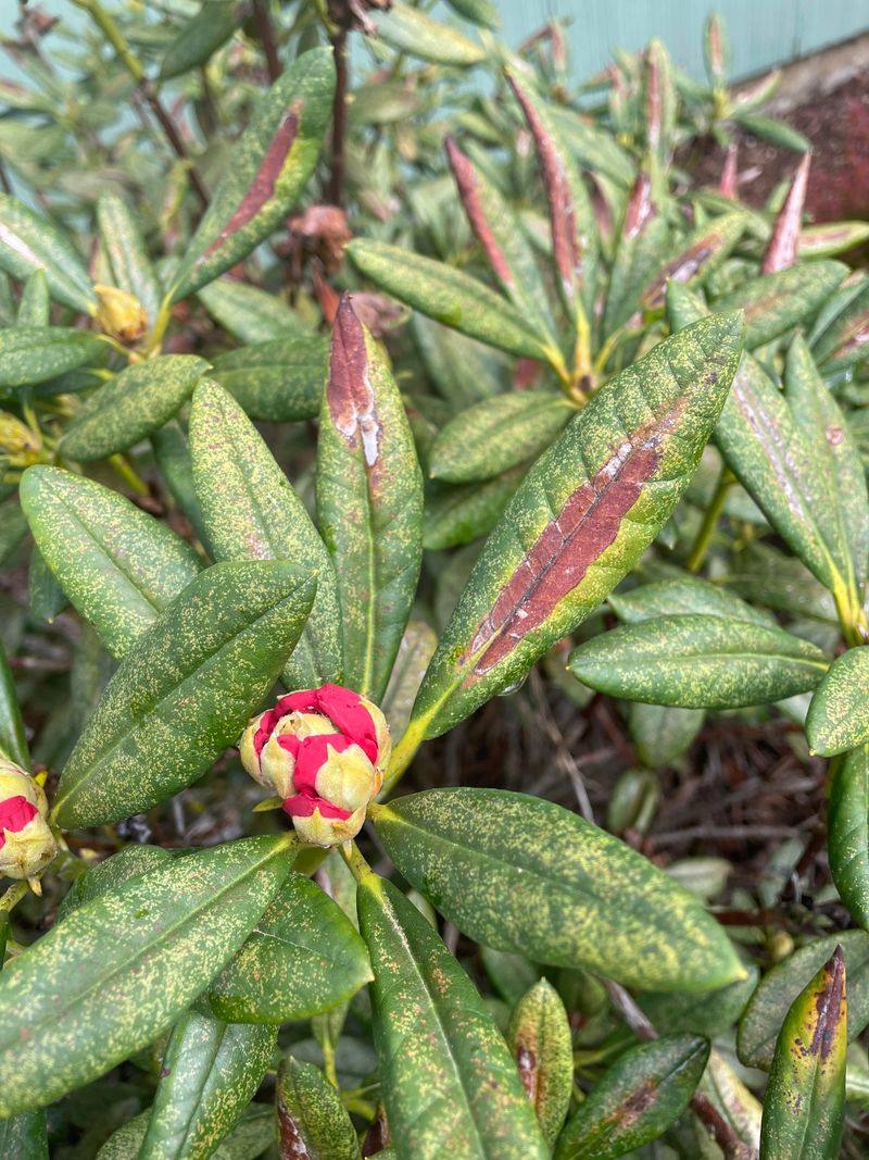 Lace Bugs Can Make Spring Foliage Look Faded And Speckled