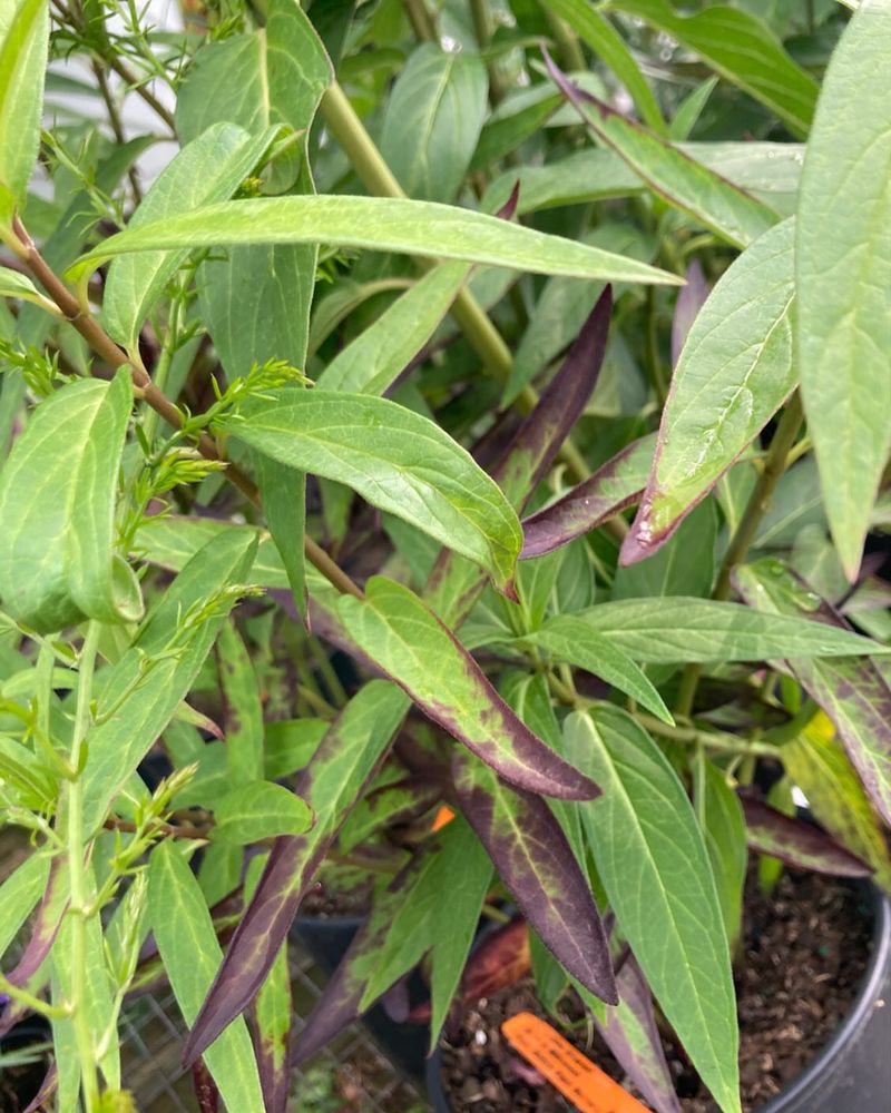 Reddish Or Purple Tones Show Up When Phosphorus Is Lacking