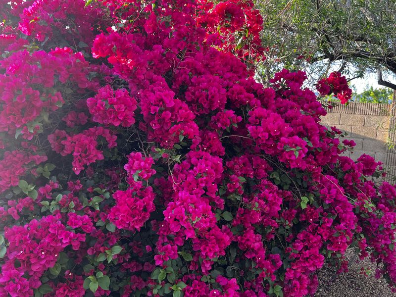 Bougainvillea Produces Strong Thorns And Spreads Quickly