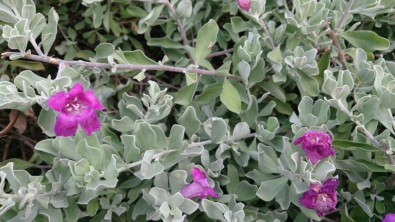 Texas Sage Fills In Quickly And Keeps A Full, Rounded Shape