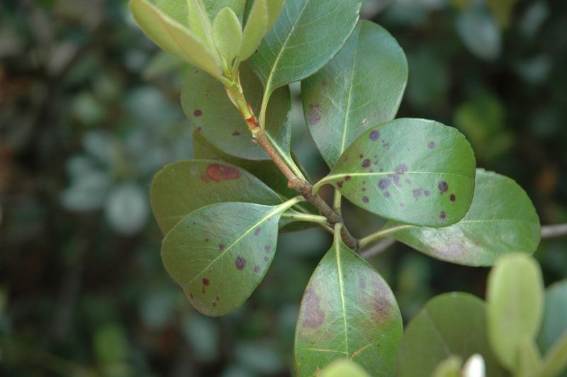 Indian Hawthorn Declines In Humidity