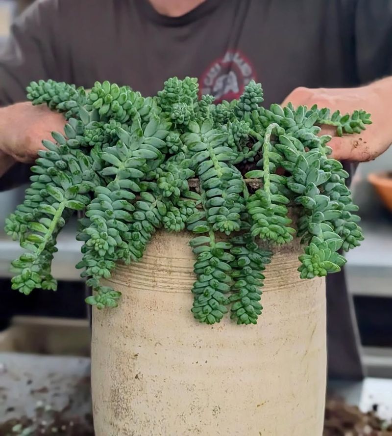 Container Succulents Benefit From Diluted Feeding During Active Growth