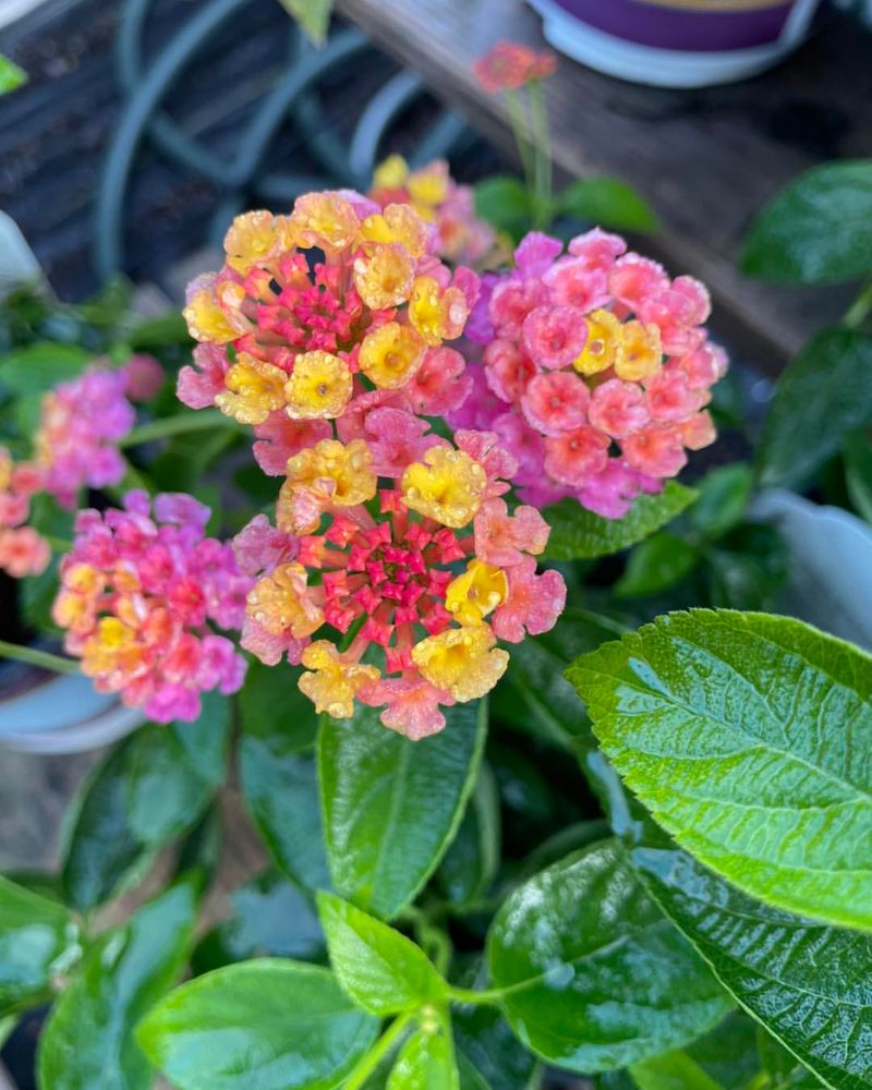 Lantana Grows Stronger With A Light Boost In Early Spring