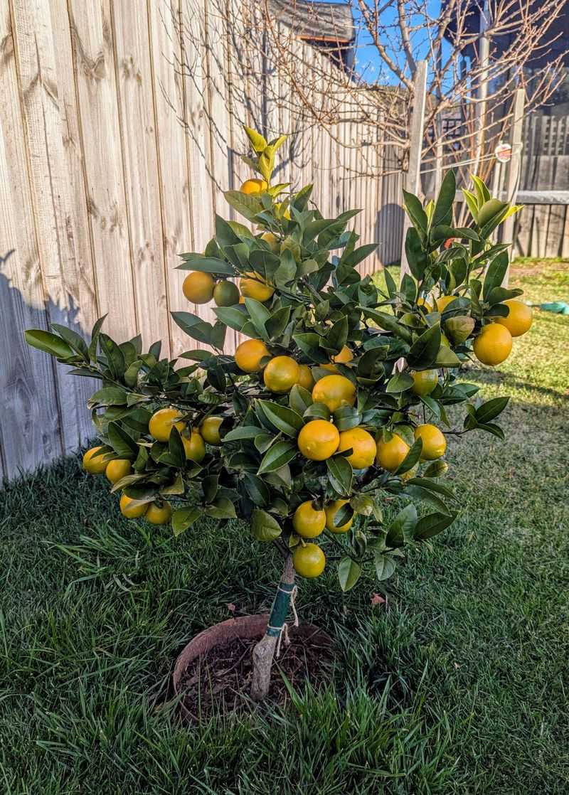 Dwarf Citrus
