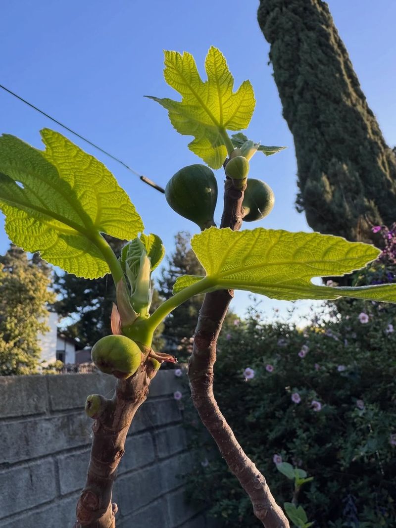 Fig Trees Grow Stronger With Early Nutrients