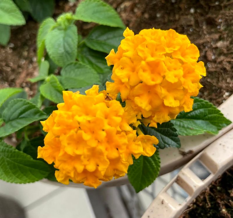 Compact Varieties Stay Manageable In Containers