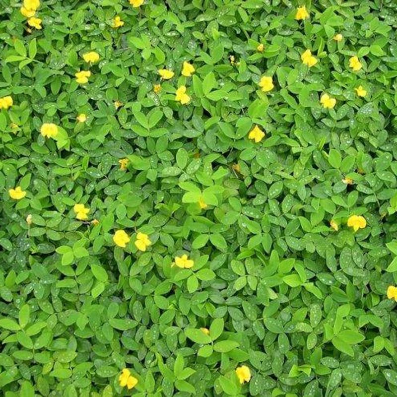 It Handles Florida Conditions That Ruin Traditional Lawns