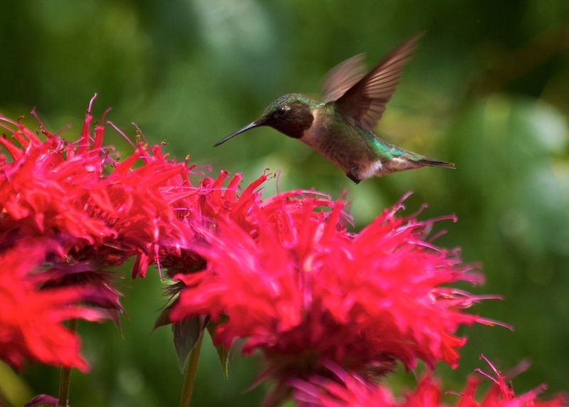 After Bee Balm Opens Up Everything Feels More Alive