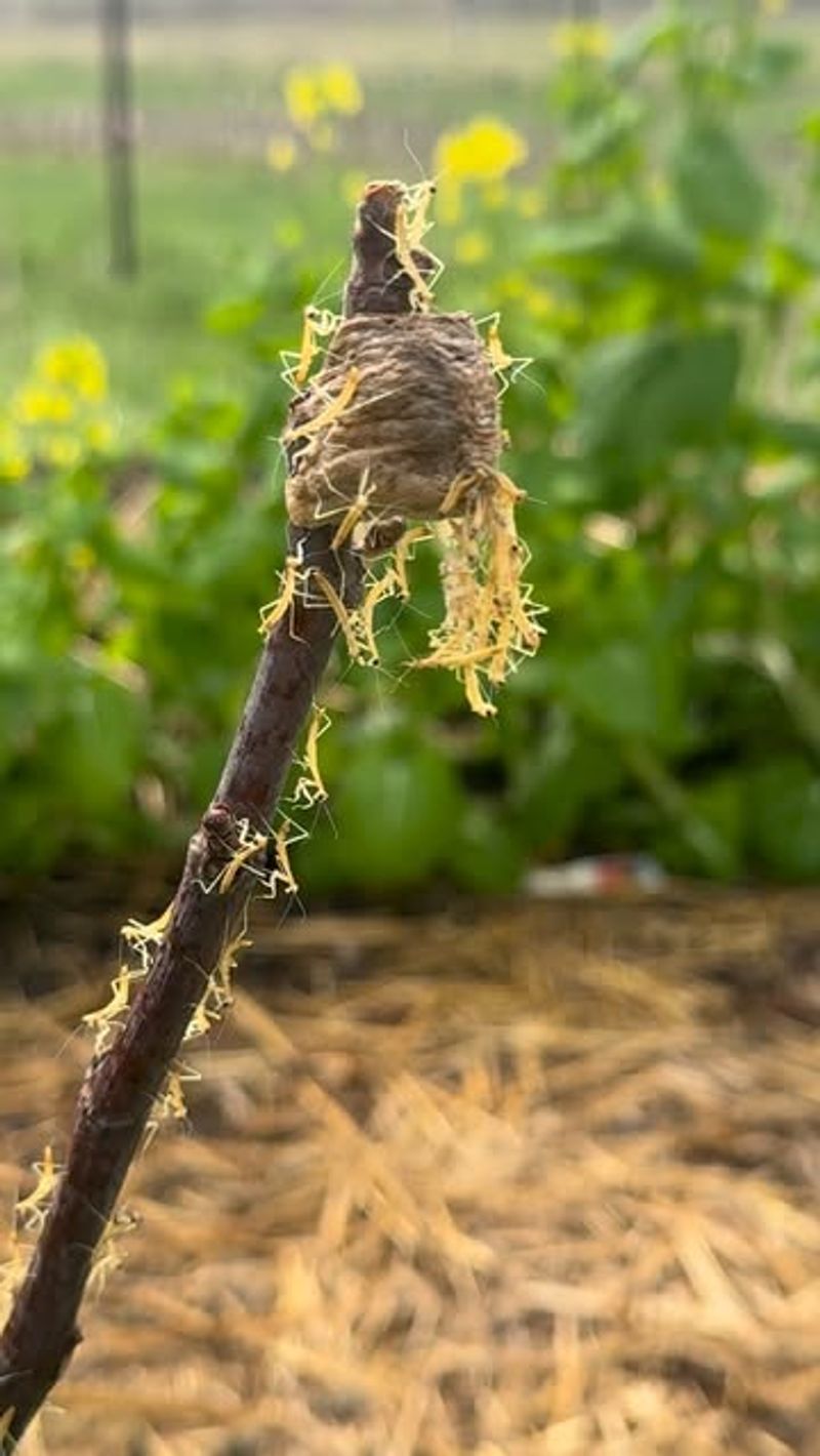 An Egg Case Probably Hatched Somewhere Close By