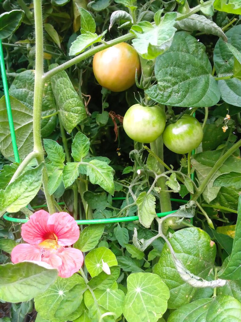 Nasturtiums Trap Common Garden Pests