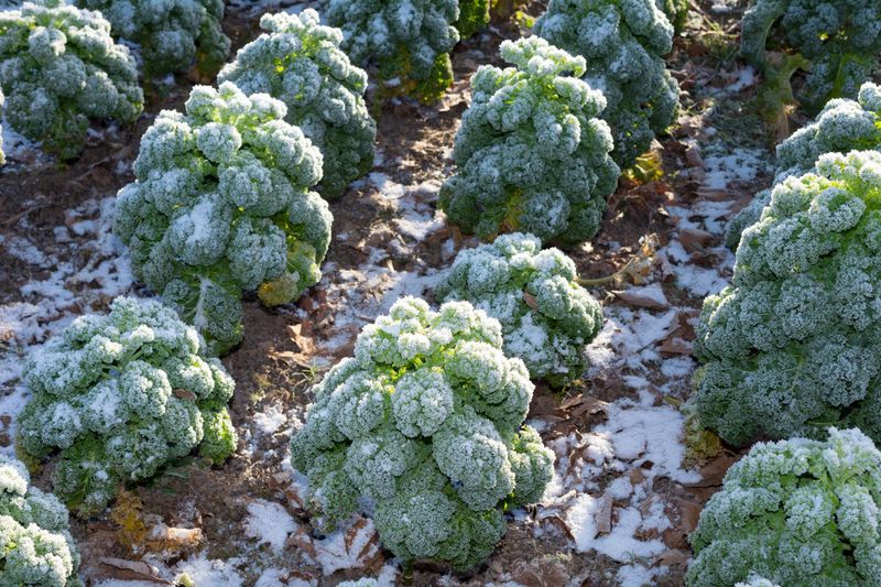 Kale Is Built For Southern Michigan's Chilly April Mornings
