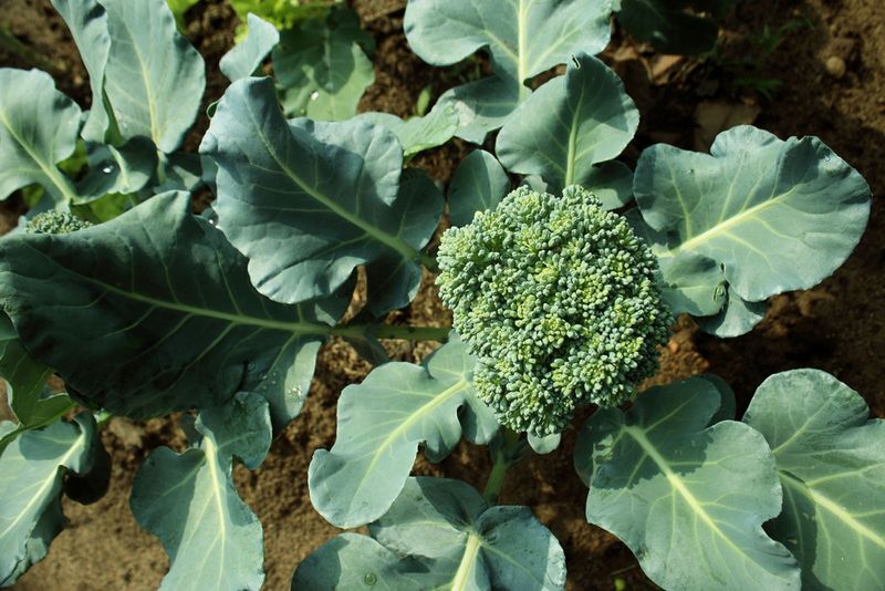 Broccoli (Transplants)
