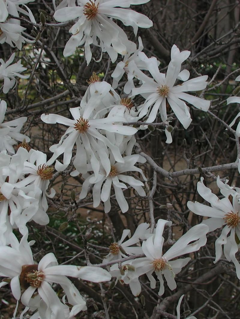 Petals Turn Brown And Collapse Quickly