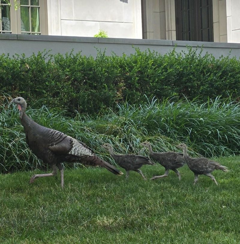 Nearby Woodlands Or Roosting Areas