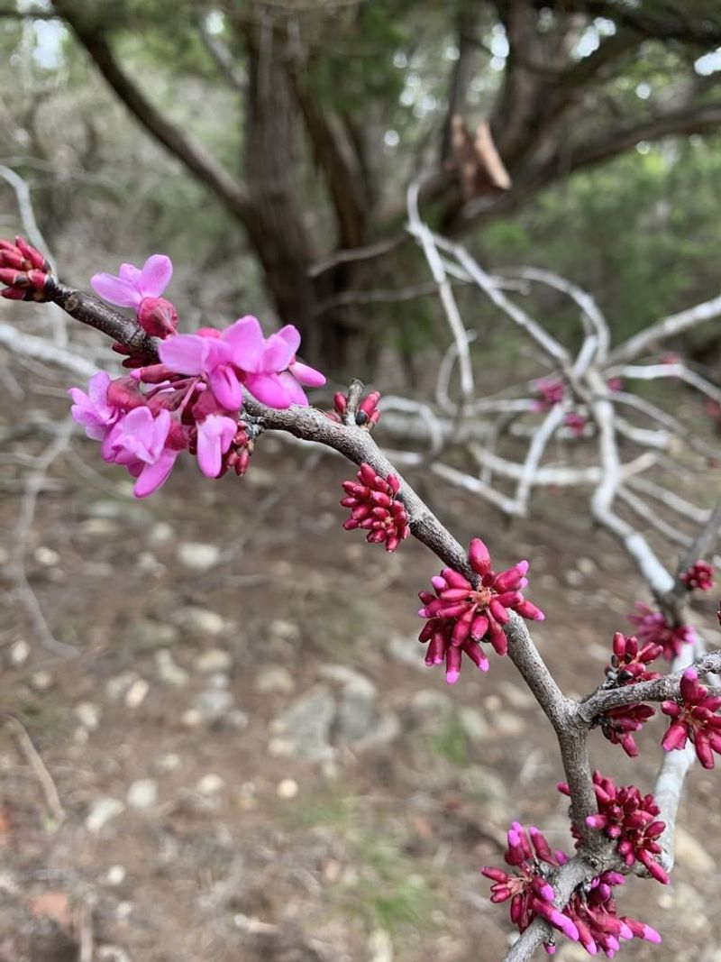 Cold Nights Can Cause Blossoms To Wilt Or Drop Early