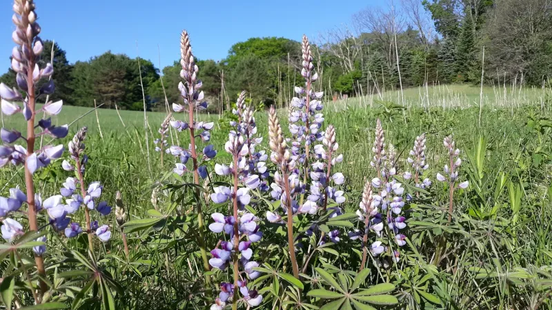 Wild Lupine Patches Keep Spring Life Cycles Moving