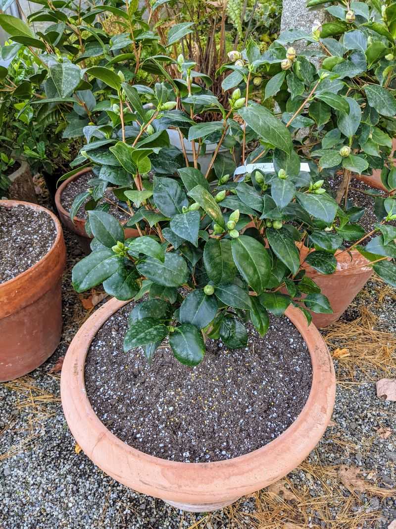 Fix Soil Conditions Before Summer Stress Hits