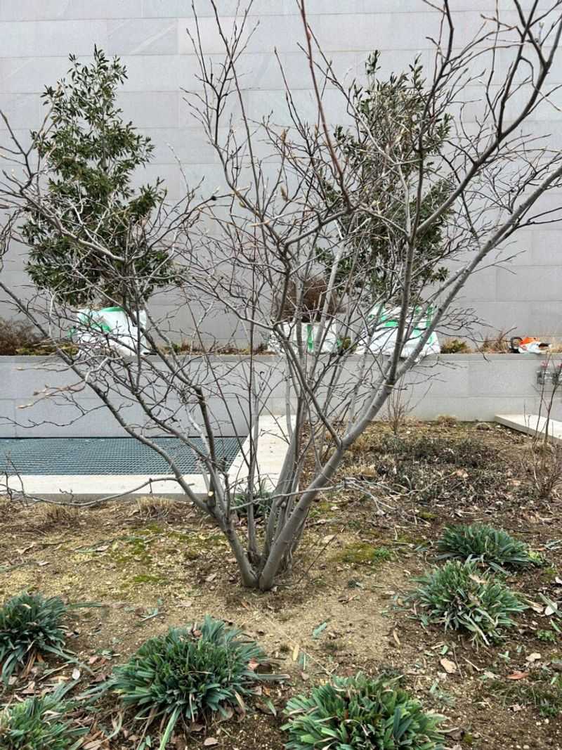 The Plant Looks Thinner And Weaker Every Season