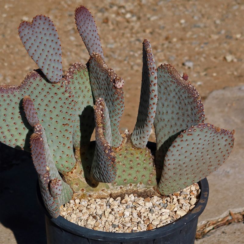 Beavertail Prickly Pear Stands Out With Soft Blue Pads