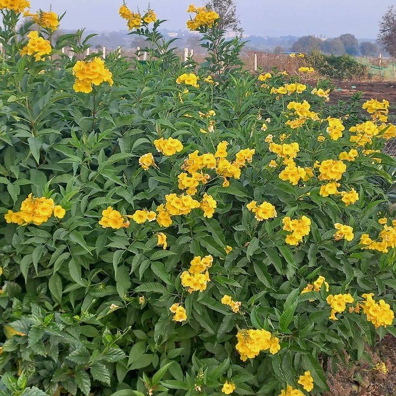 Yellow Bells Shoot Up Fast And Stay Light And Airy