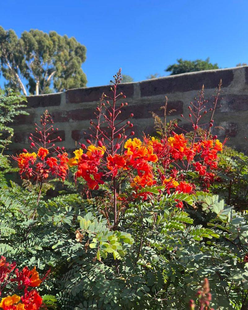 Red Bird Of Paradise Thrives And Keeps Growing In Peak Heat