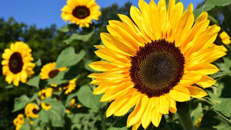 Sunflower Standing Tall As A Pollinator Magnet