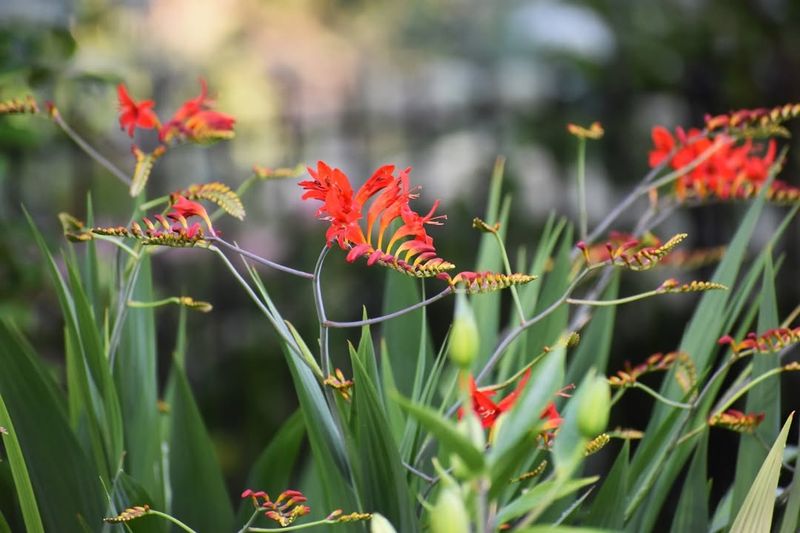 Crocosmia (Crocosmia 'Lucifer')