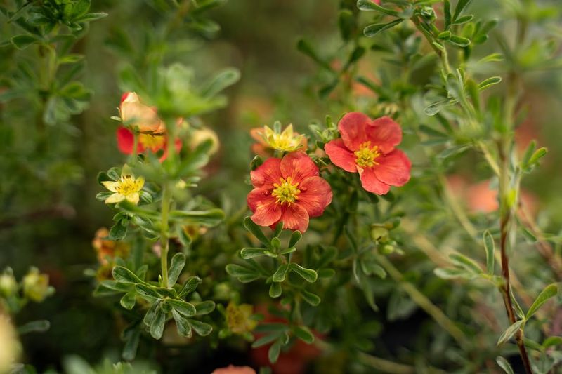 Orange Potentilla