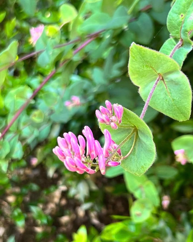 Pink Honeysuckle