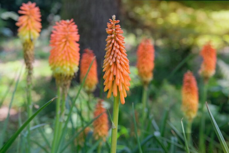Orange Torch Lily