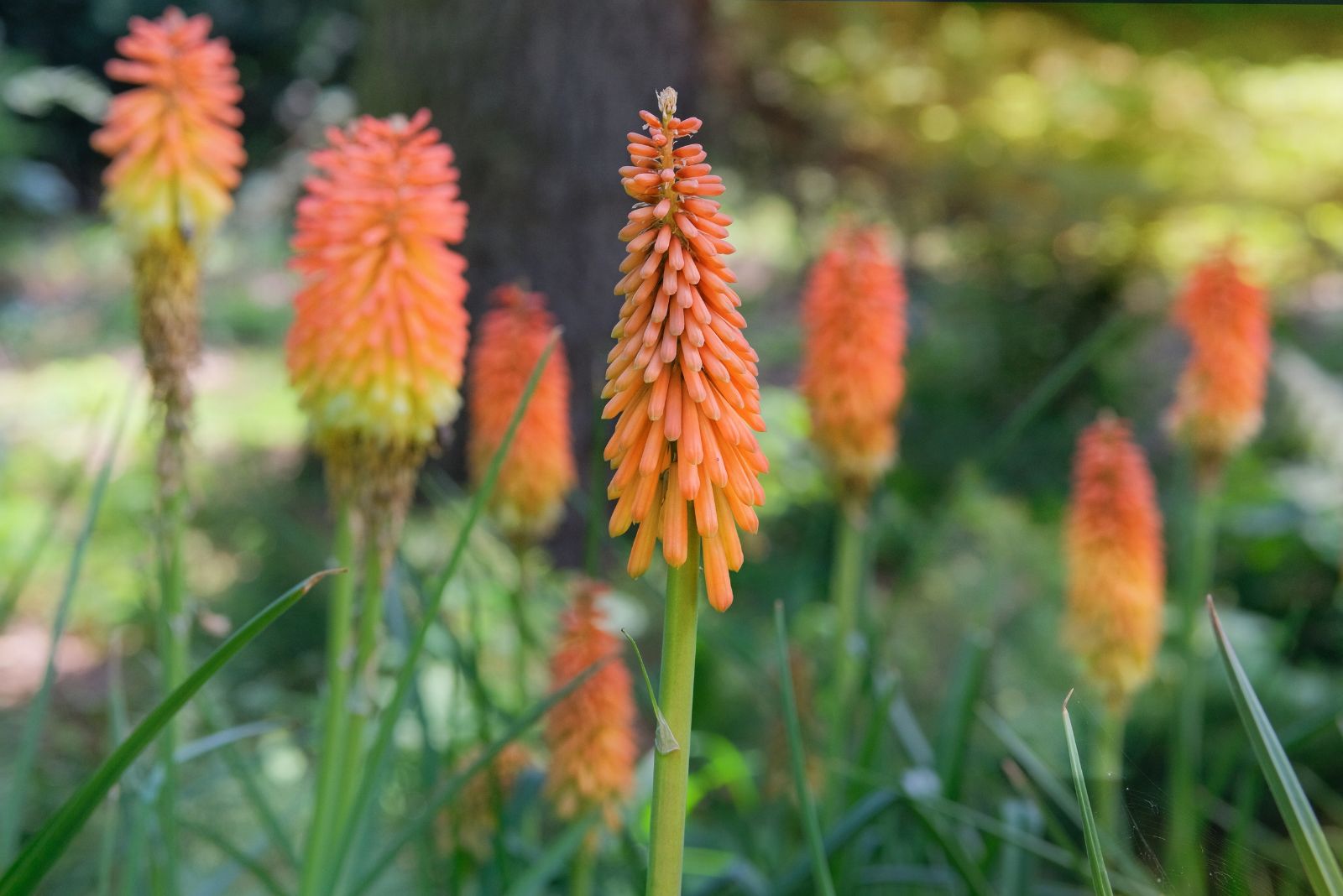 Orange Torch Lily