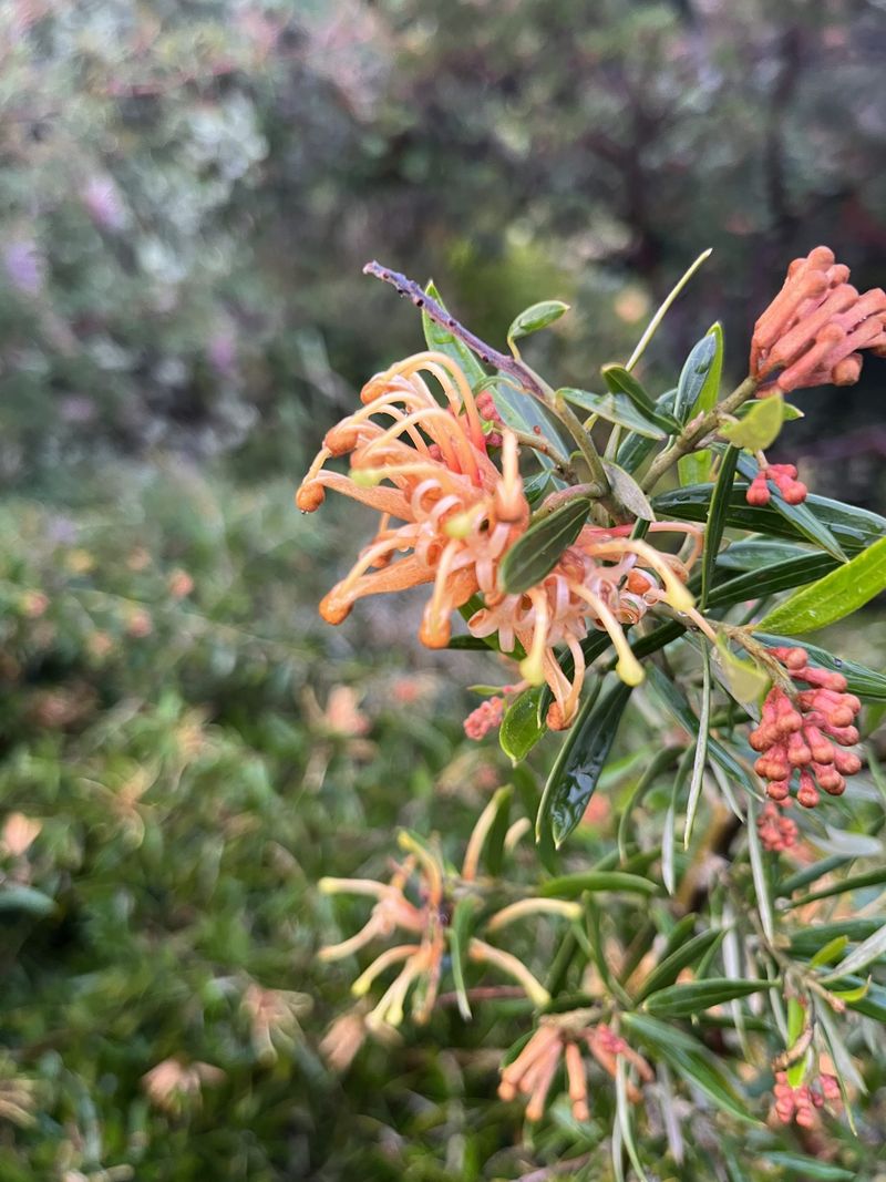 Grevillea ‘Poorinda Leane’