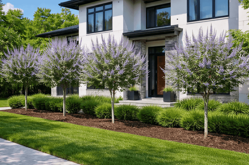Chaste Tree Brings Lavender Blooms In Warm Months