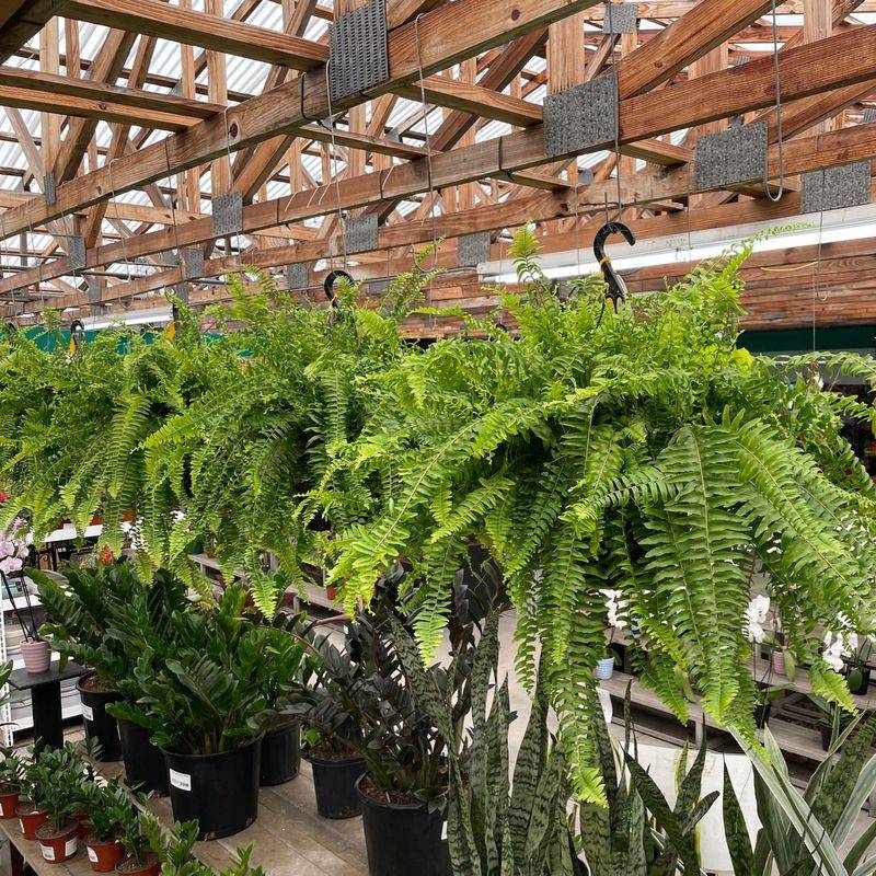 Ferns Are Easier To Manage In Shaded Containers