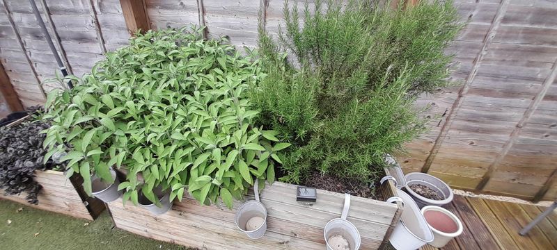 Rosemary And Sage Bring Bold Flavor To Sunny Containers
