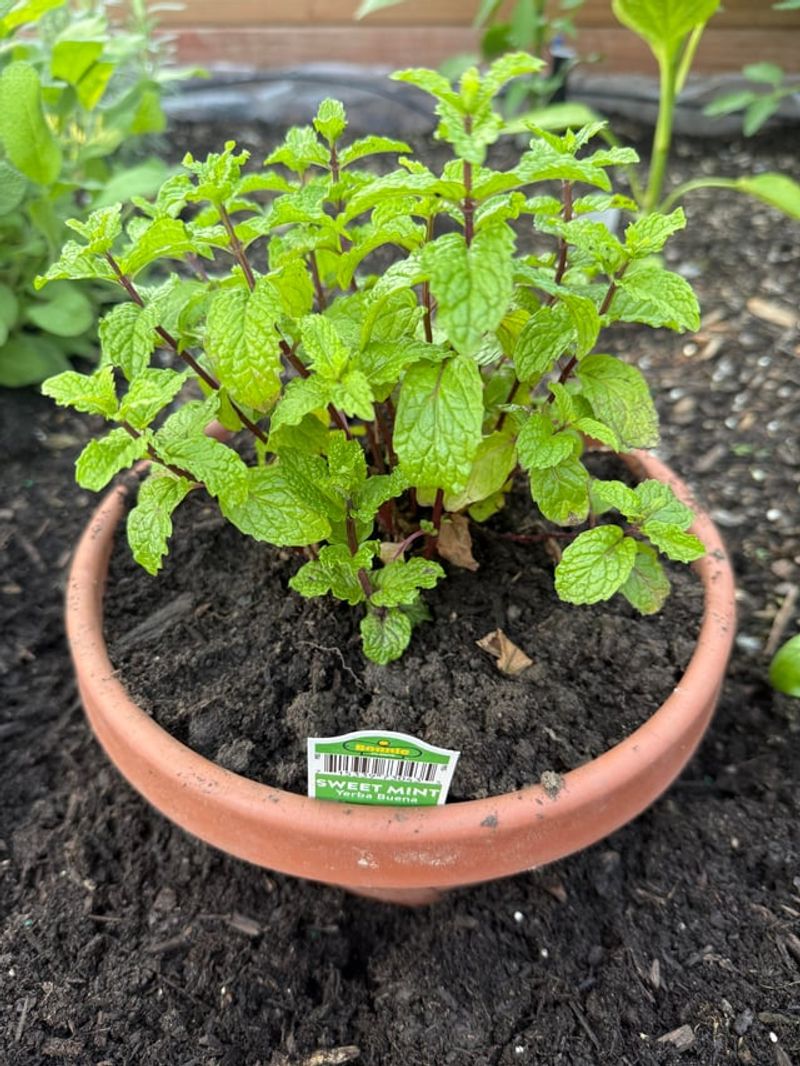 Mint Usually Works Best Alone In Its Own Pot