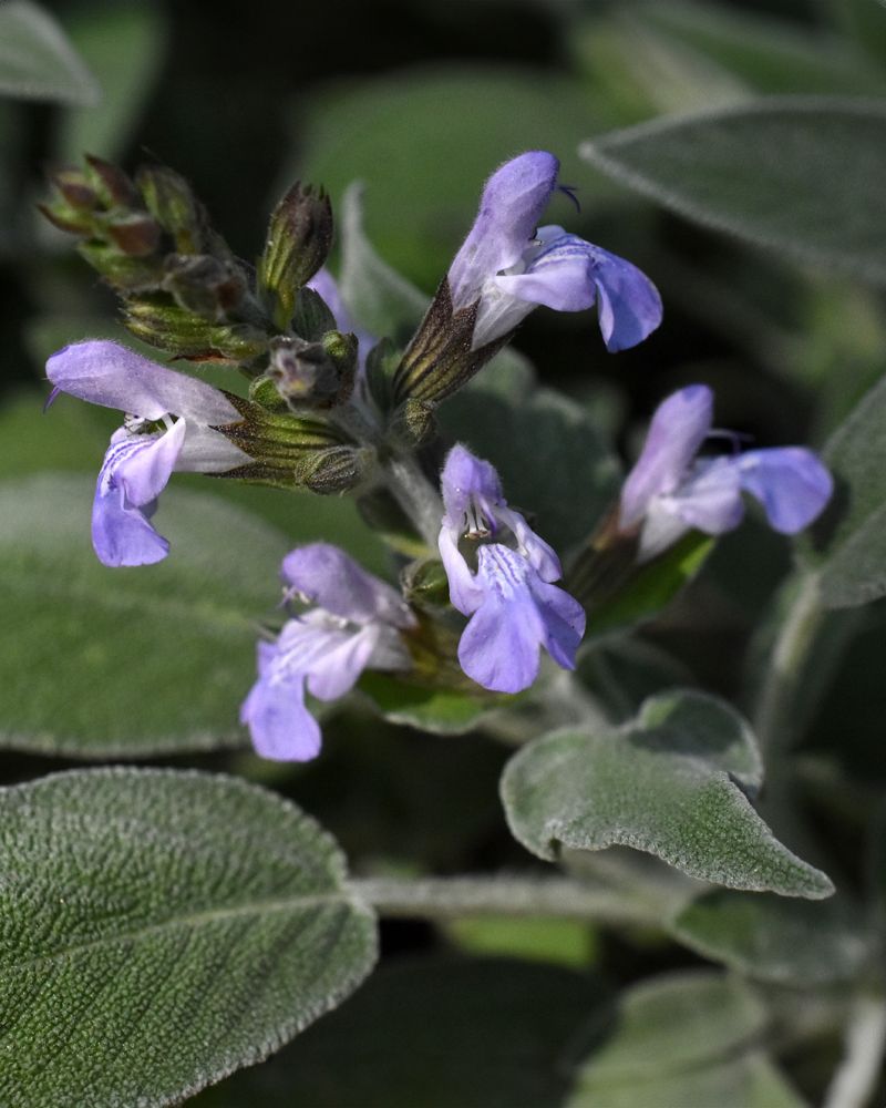 Sage Helps Deter Cabbage Moths And Other Pests