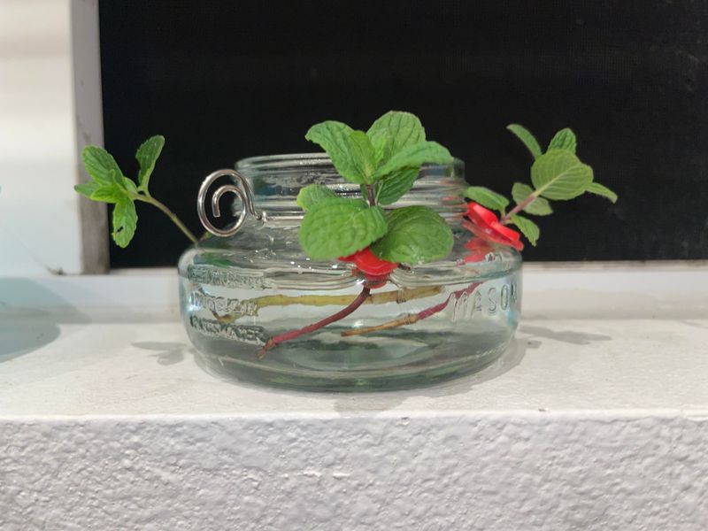 Mint Nearly Impossible To Stop Once Started