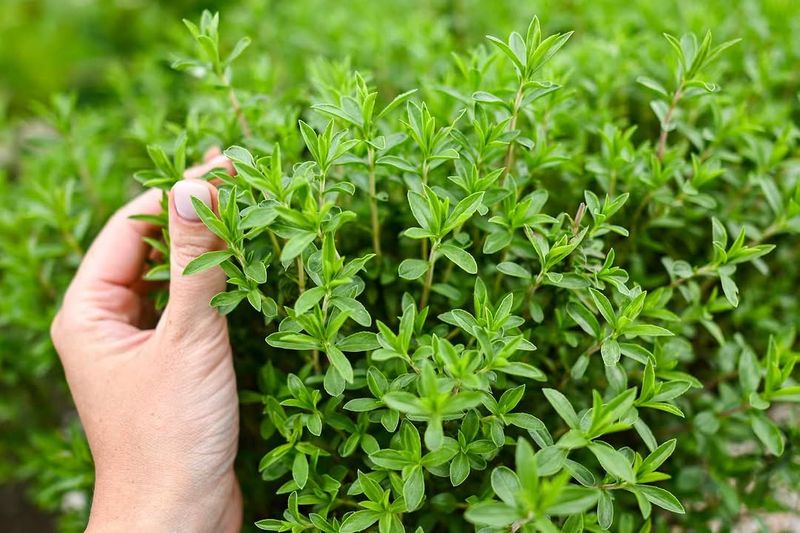 Thyme For Low-Fuss Fragrant Growth