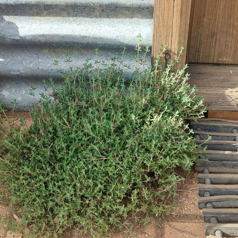 Thyme Stays Neat With Light Trimming