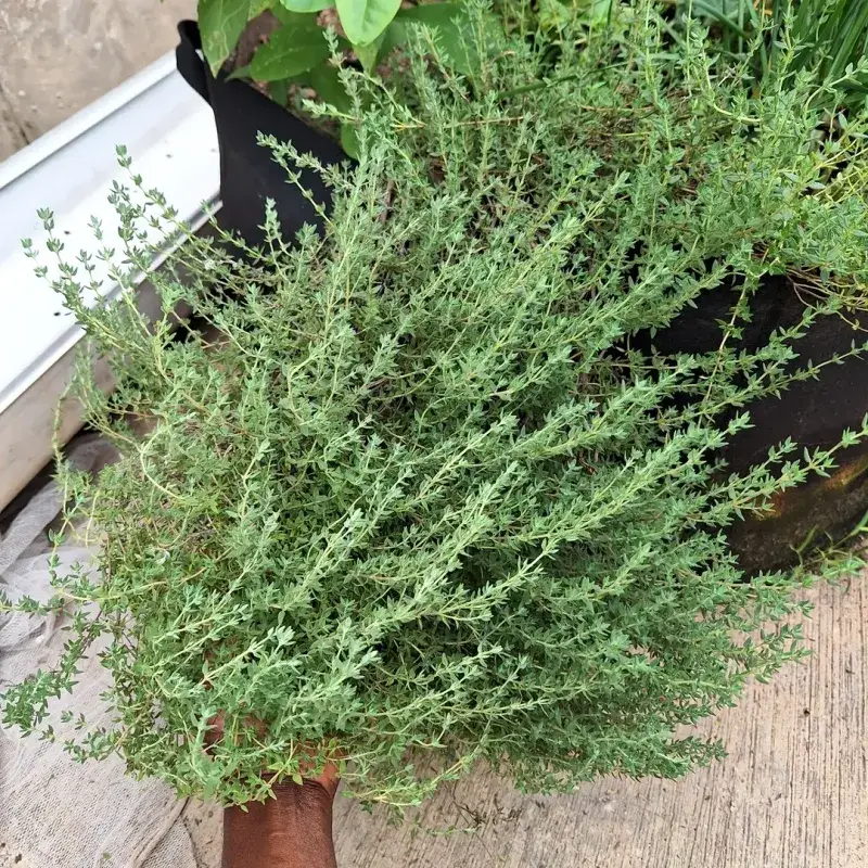 Thyme That Stays Compact And Fragrant