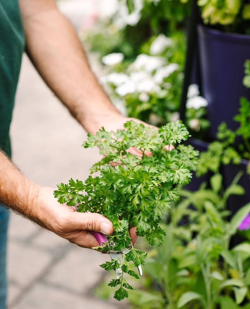 Parsley Grows Steady With Consistent Moisture