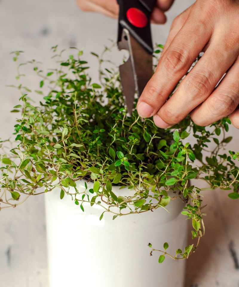 Thyme (Thymus vulgaris)