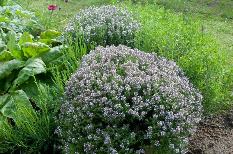 Thyme (Thymus vulgaris)