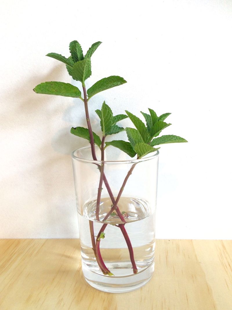 Mint Spreads Quickly And Stays Vigorous In Containers Or Water