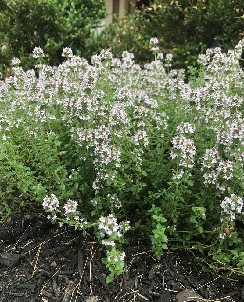 Thyme Comes Back Each Year And Stays Productive
