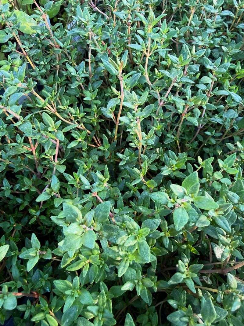 Thyme Performs Well In Hot Conditions With Low Water