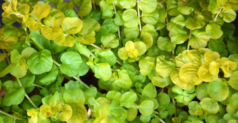 Oregon Gardeners Should Keep These Plants Away From A Neighbor’s Yard