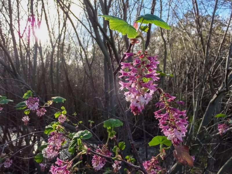 Red-Flowering Currant