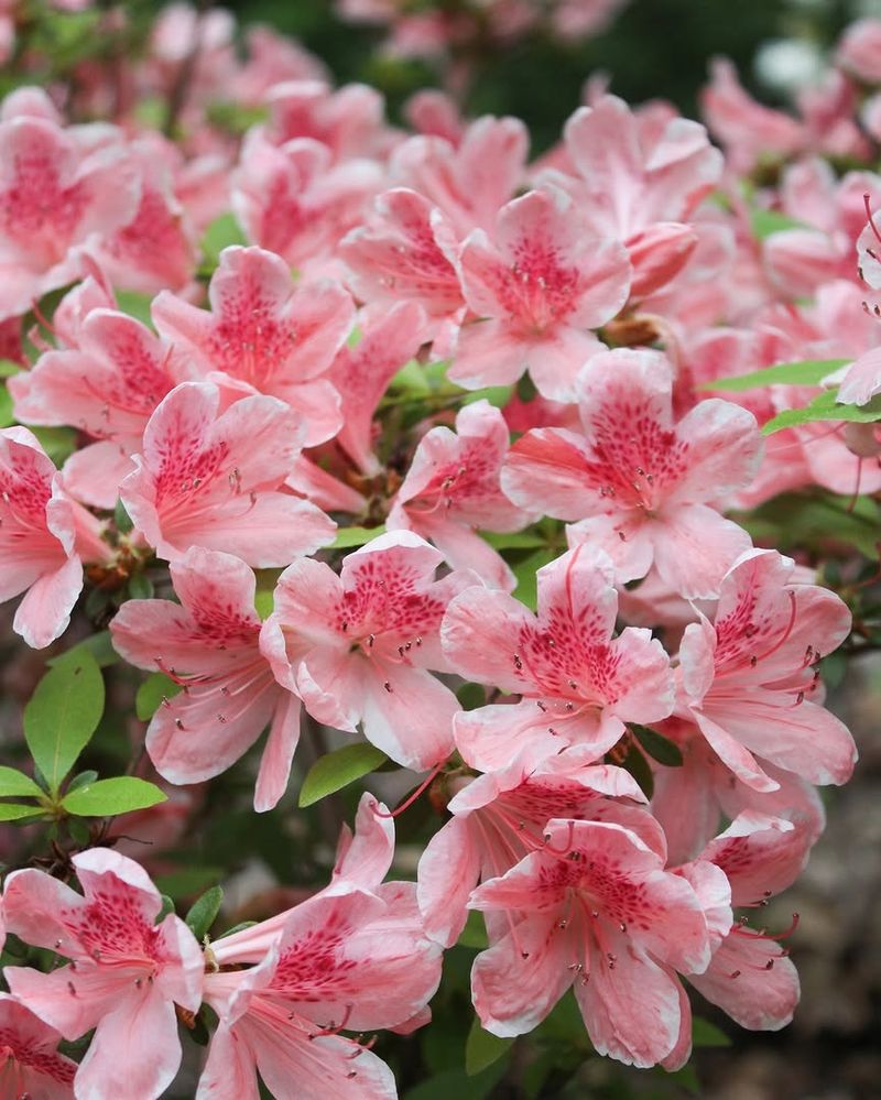 Azalea